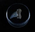 Otodus Obliquus Fossil Shark Tooth - Maryland #3203-1